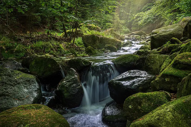 how to transplant moss