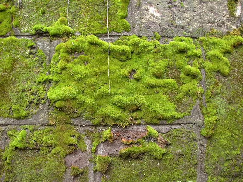 how to transplant moss