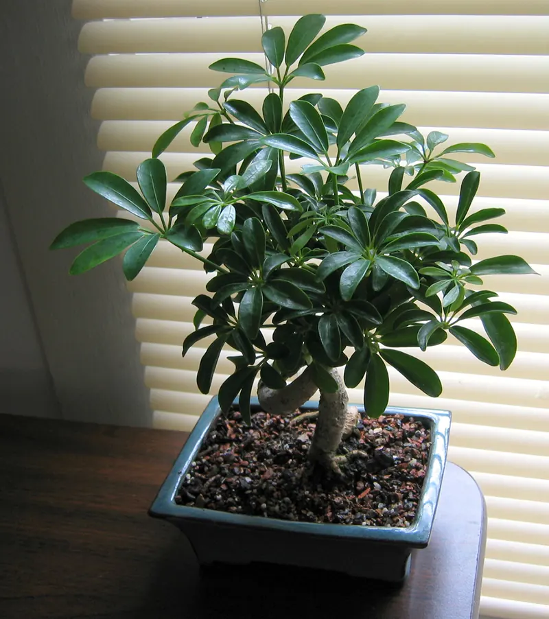 propagate a dwarf schefflera