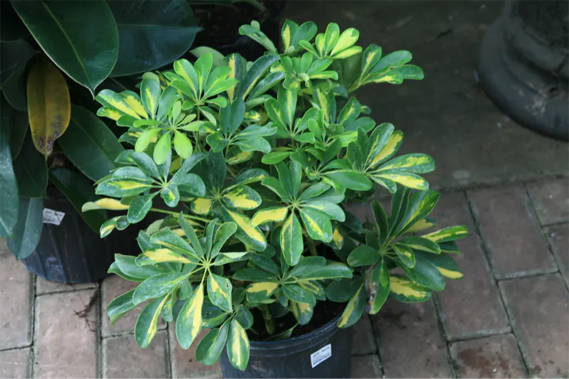 propagate a dwarf schefflera