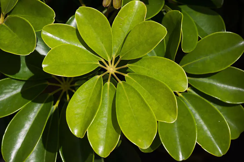 propagate a dwarf schefflera