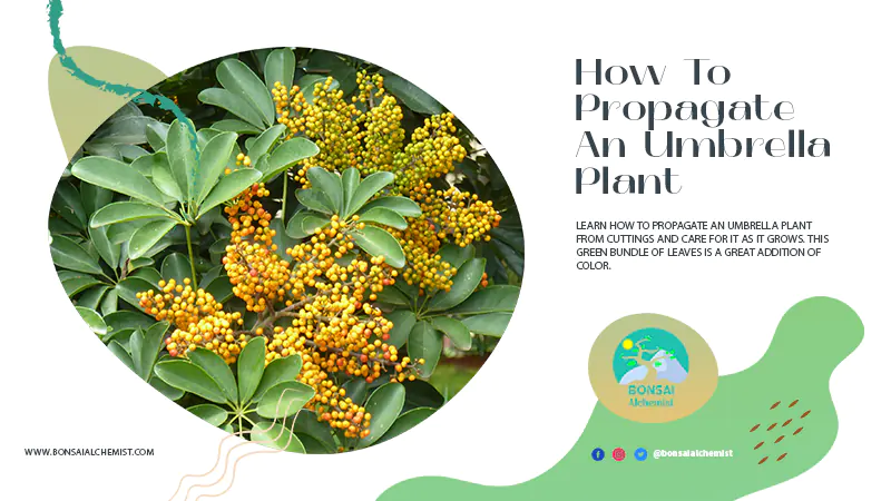 propagate umbrella plant