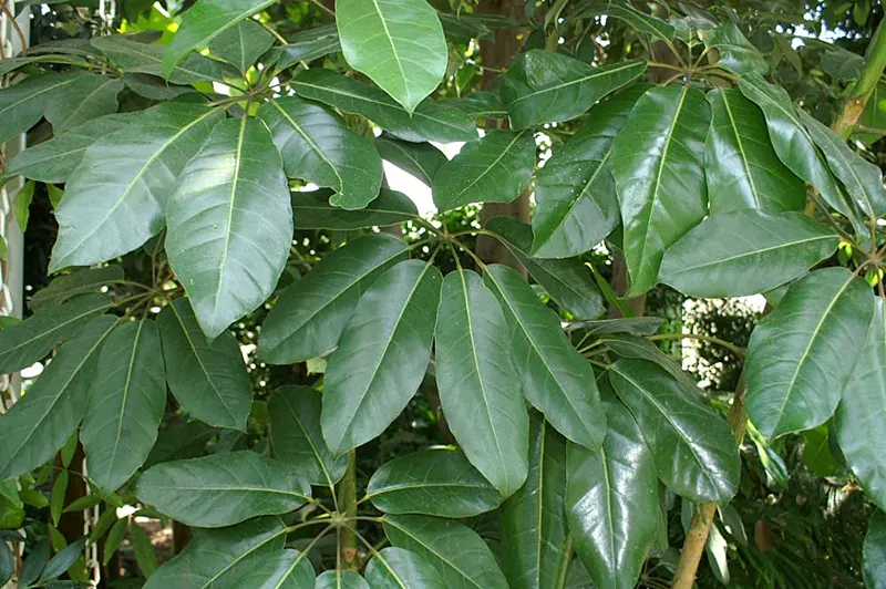 propagate umbrella plant