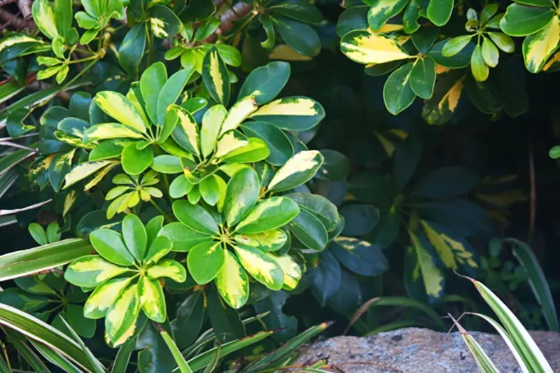 propagate umbrella plant