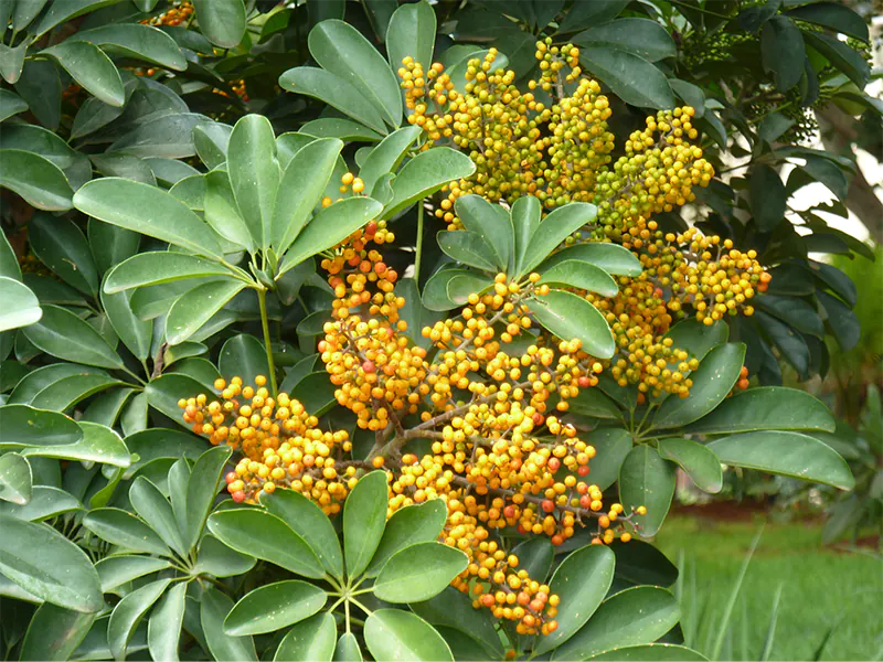 propagate umbrella plant