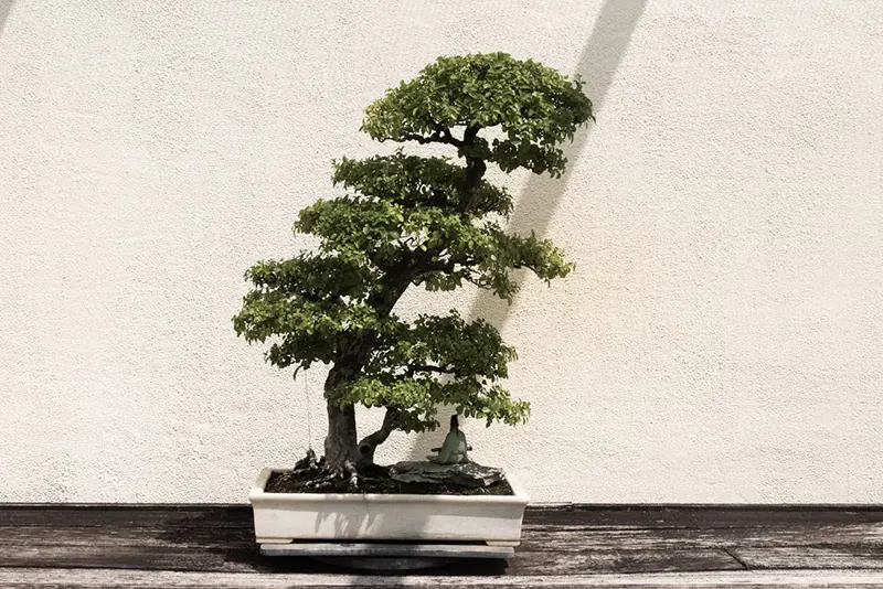 Bonsai Show Live 2022