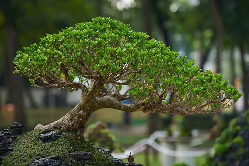 Bonsai Show Live 2022