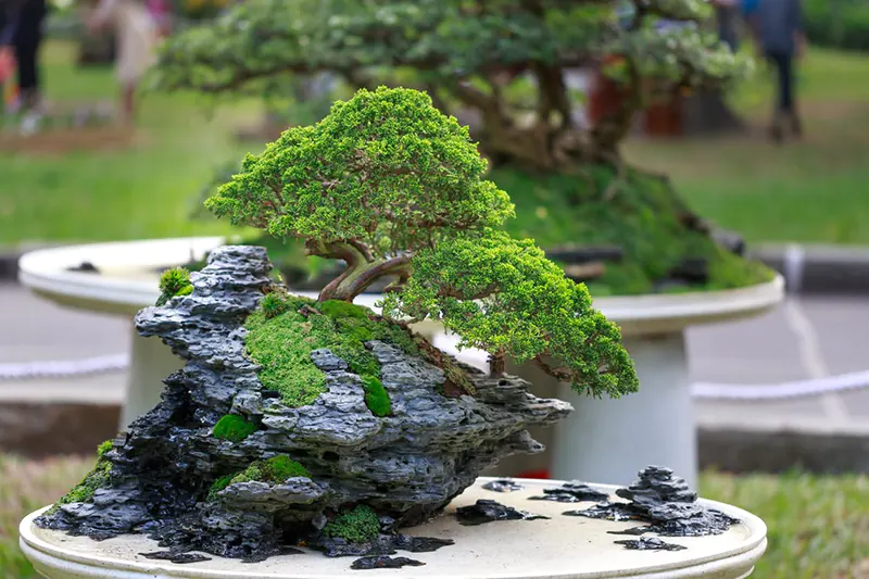 Bonsai Show Live 2022