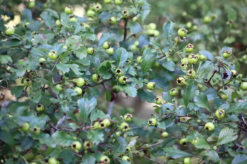 Japanese holly