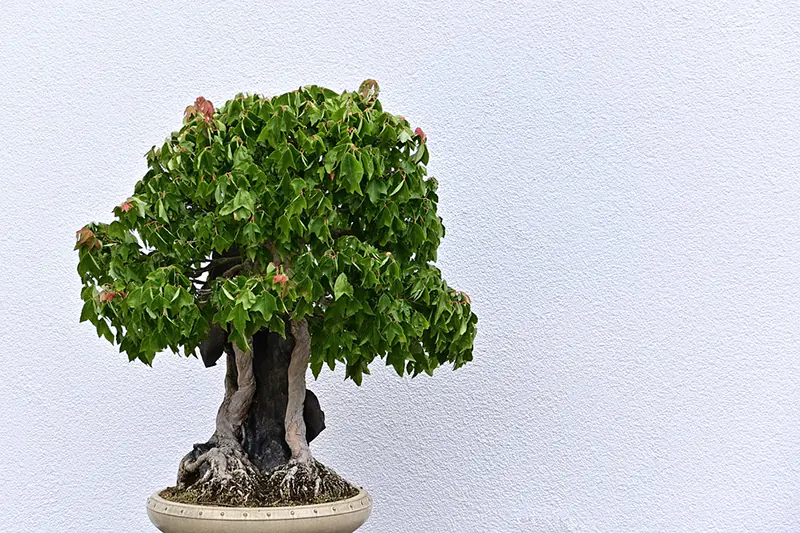 bonsai beginner tips