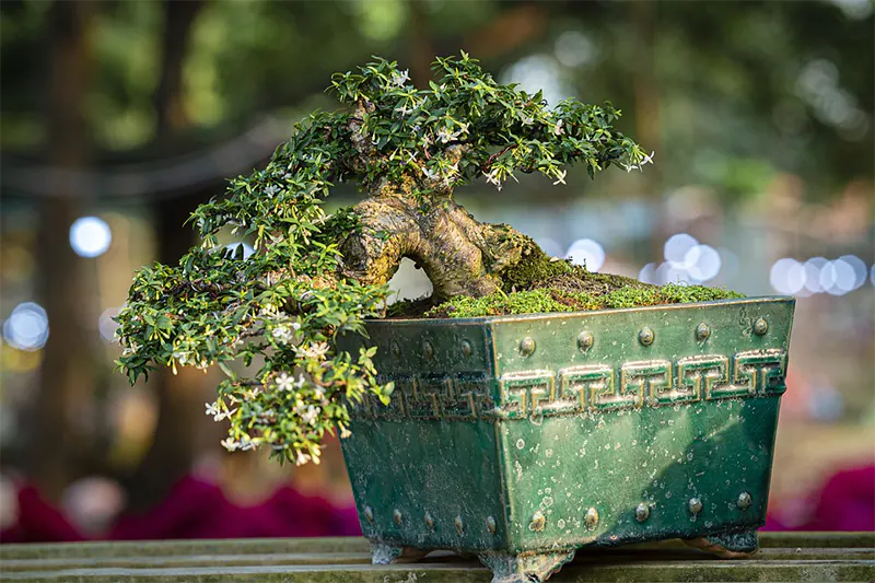 bonsai beginner tips