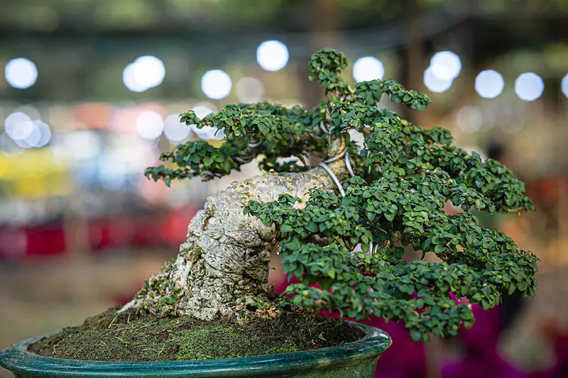 bonsai beginner tips