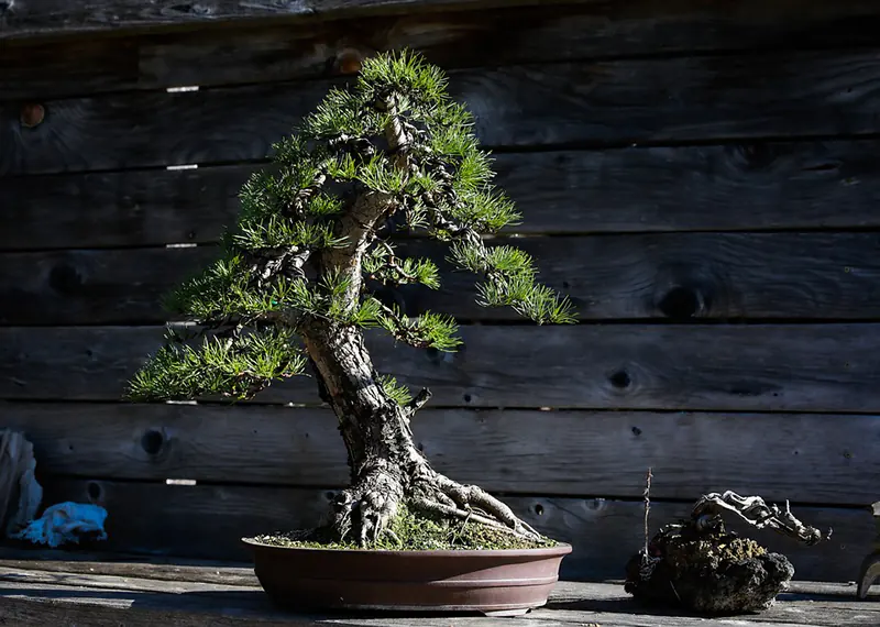 bonsai beginner tips