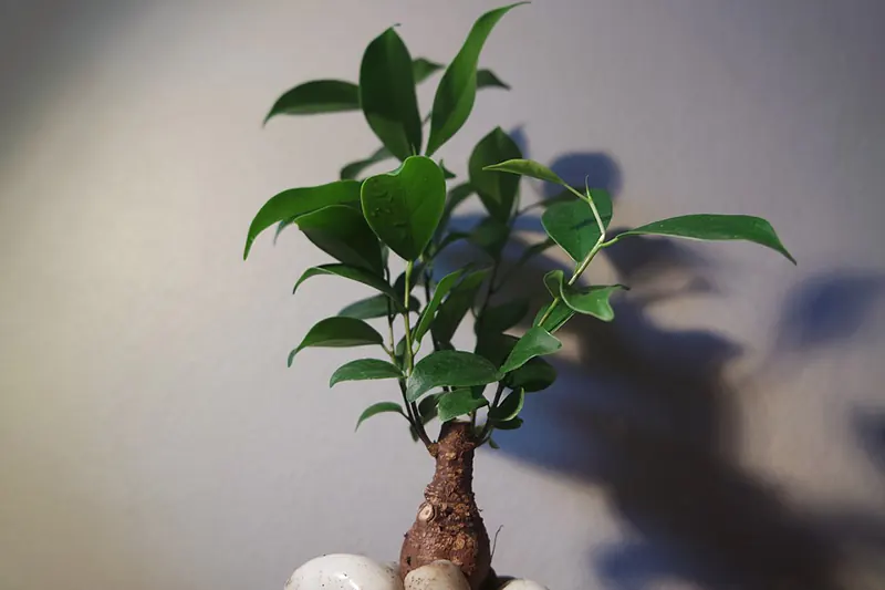 bonsai market growth 2022