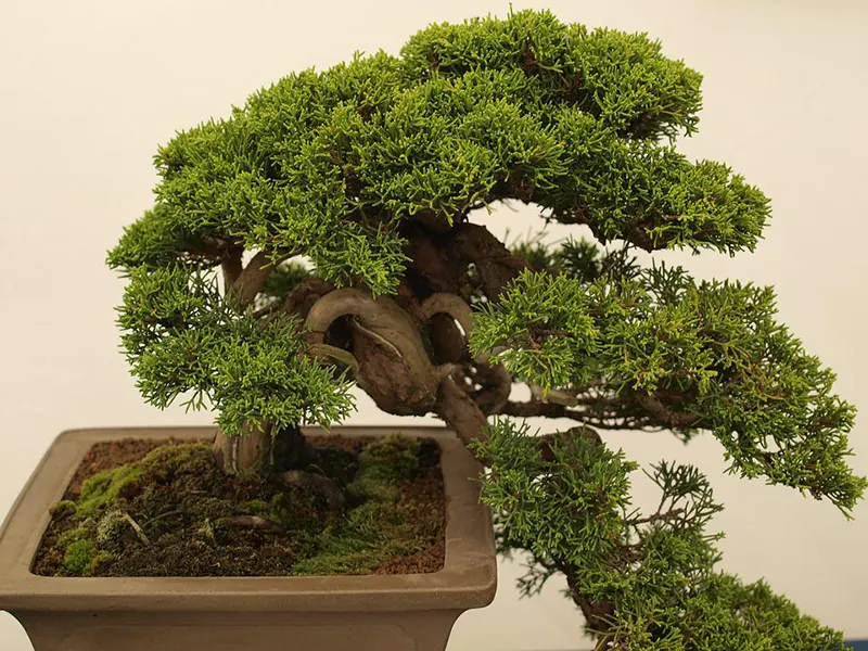 bonsai market growth 2022