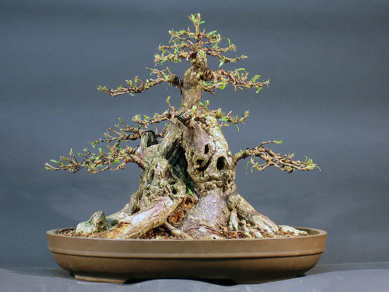 bonsai wire