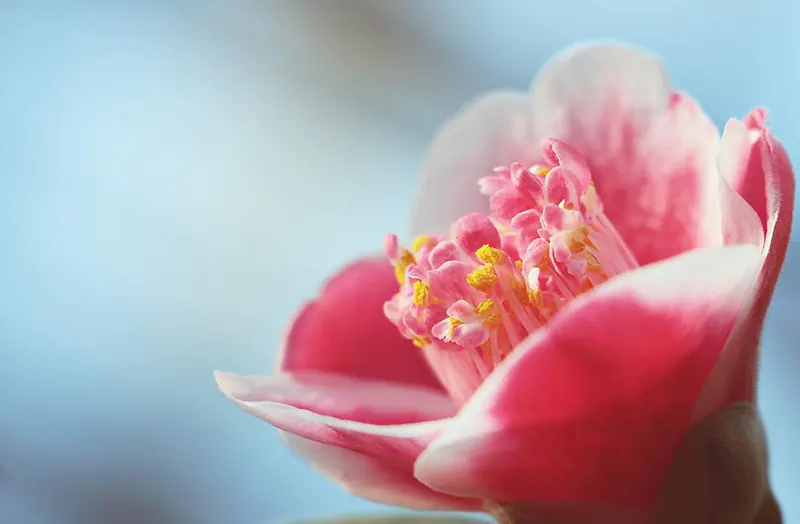 camellia tree