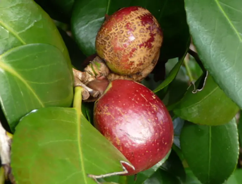 camellia tree