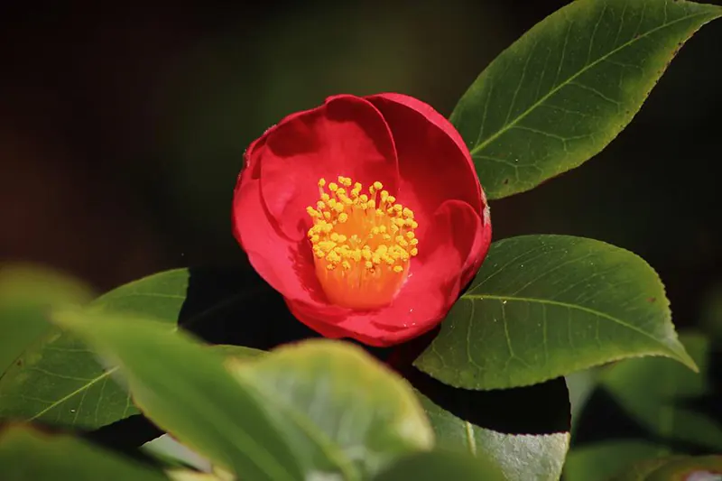 camellia tree