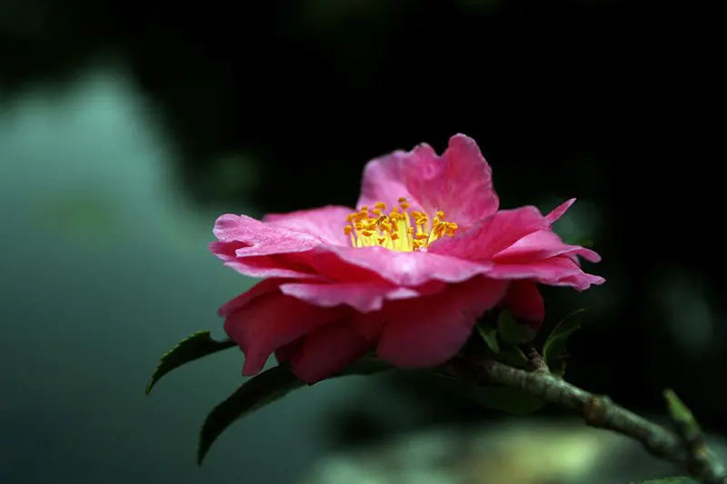 camellia tree