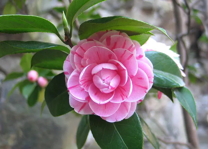 camellia tree