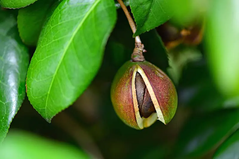 camellia tree