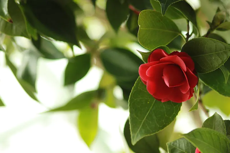 camellia tree