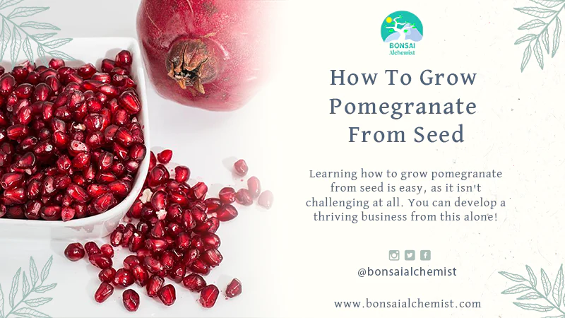 grow pomegranate from seed