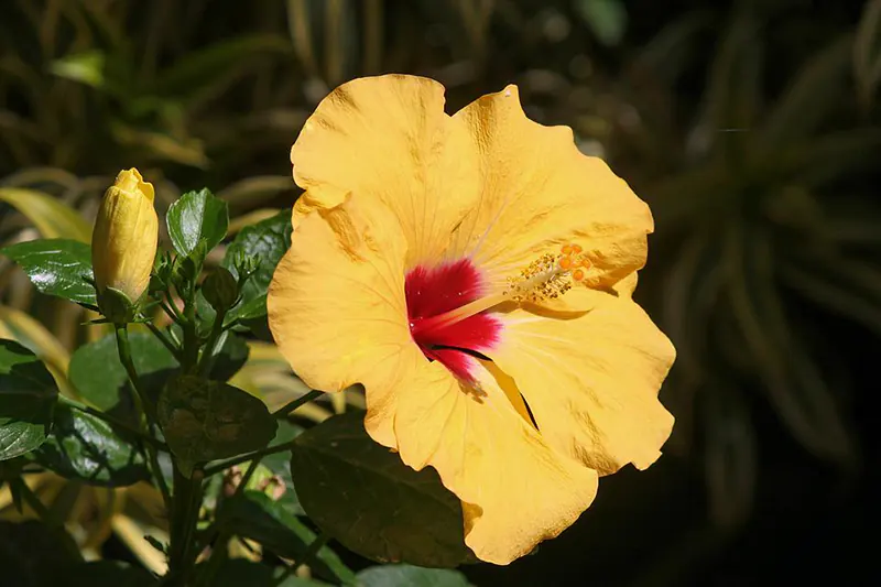 hibiscus