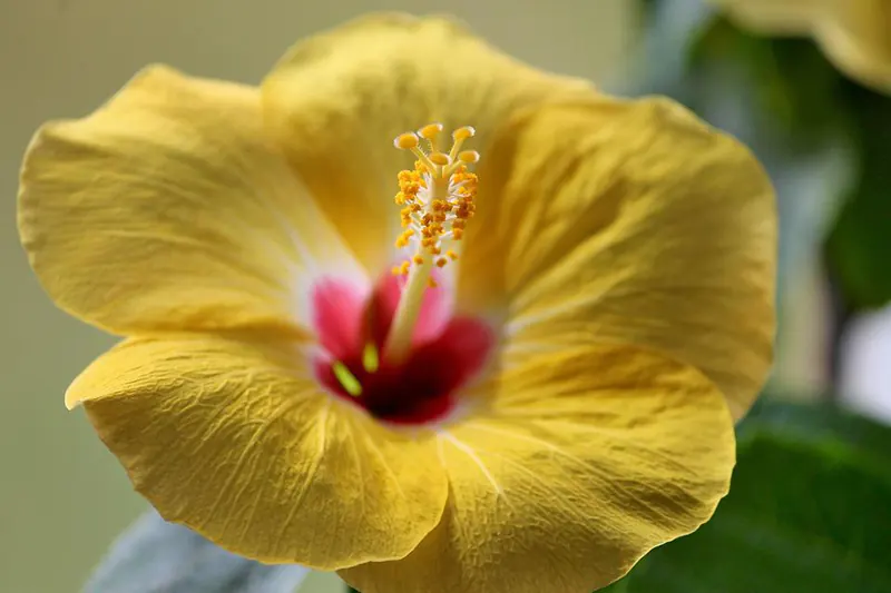 hibiscus