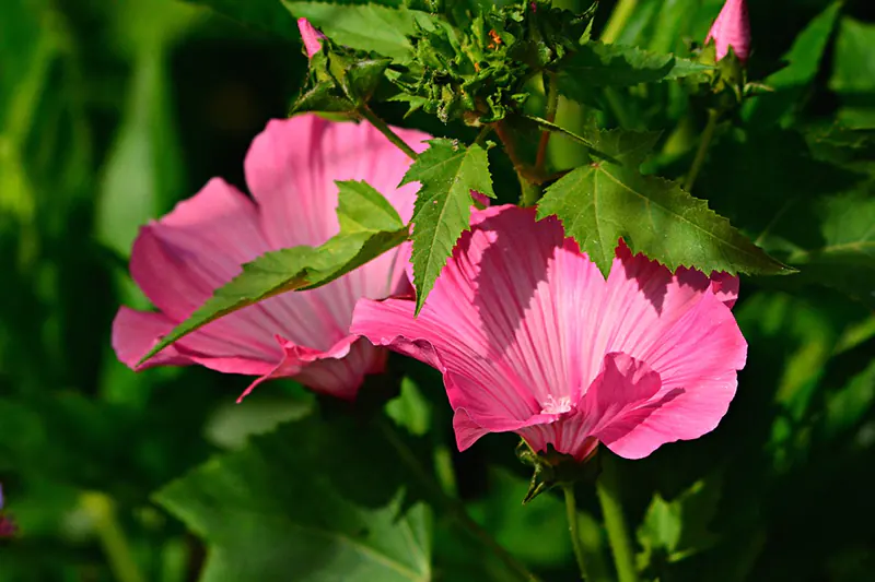 hibiscus