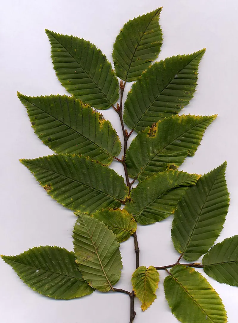 hornbeam tree