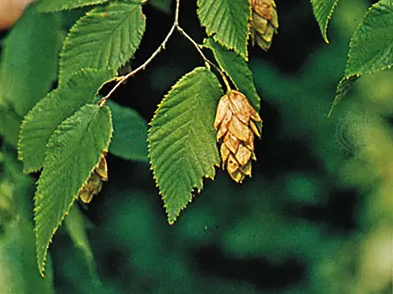 hornbeam tree