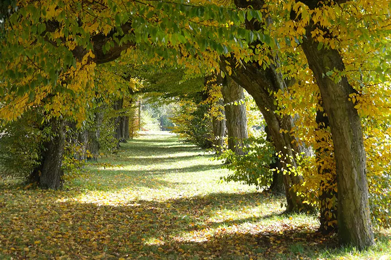 hornbeam tree