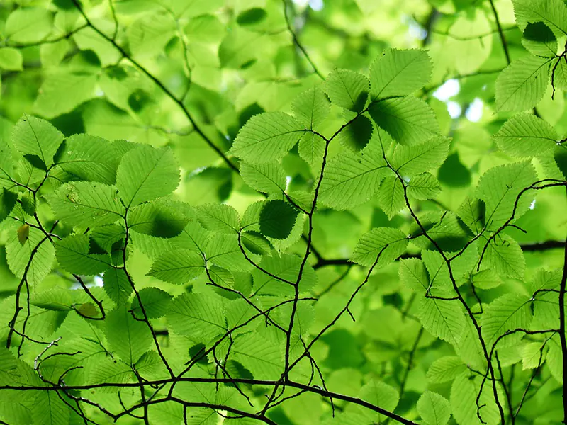 hornbeam tree