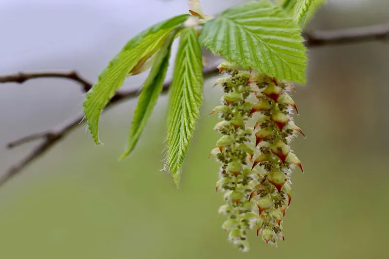 hornbeam tree