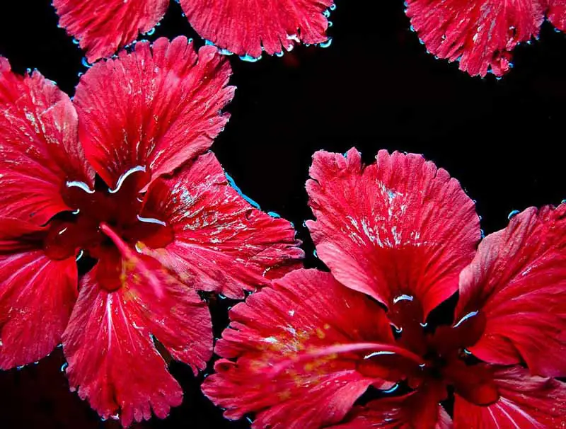 top hibiscus health benefits