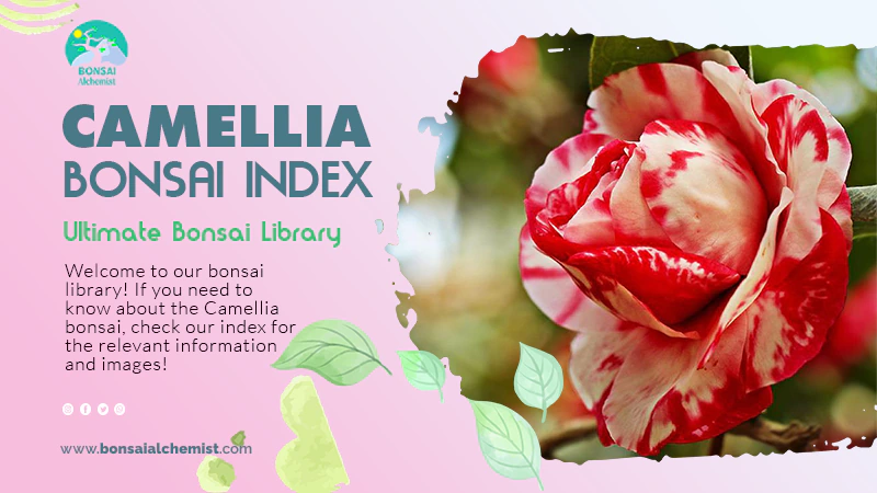 index camellia
