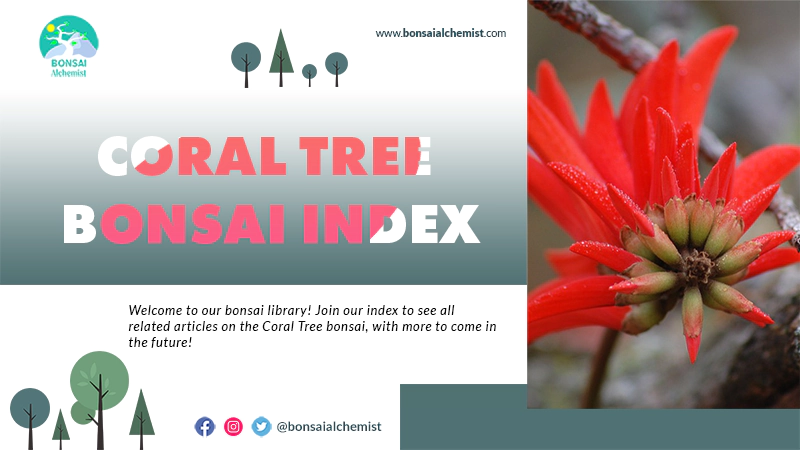 index coral tree