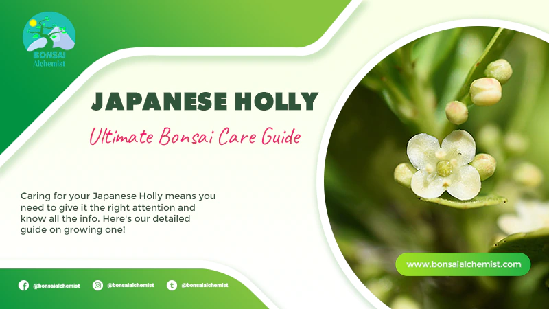 japanese holly