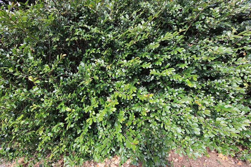 japanese holly