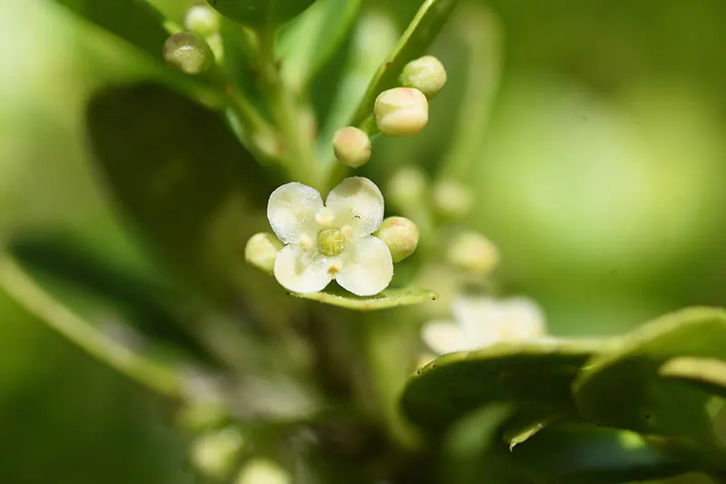 japanese holly