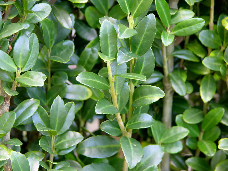 japanese holly