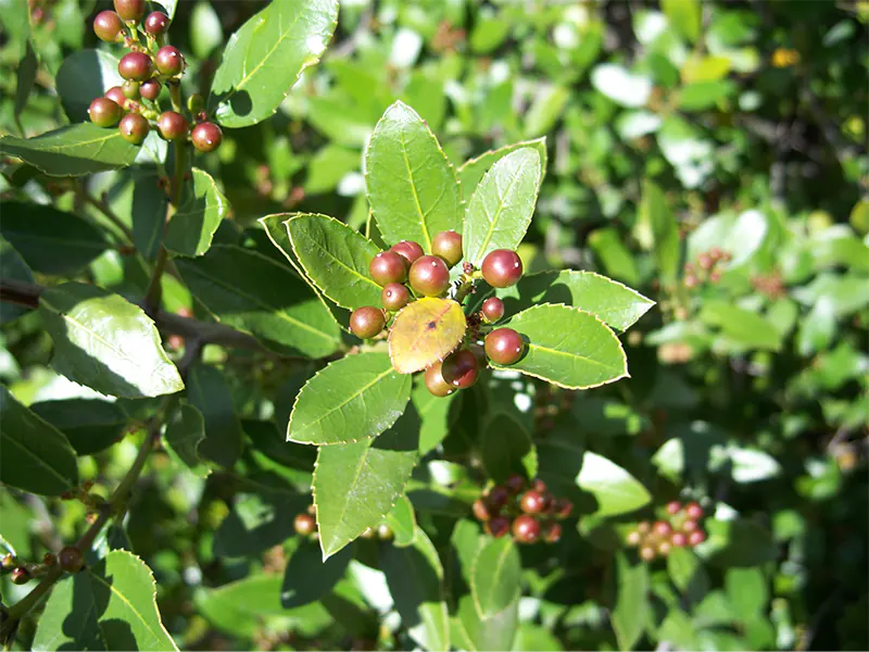 japanese holly