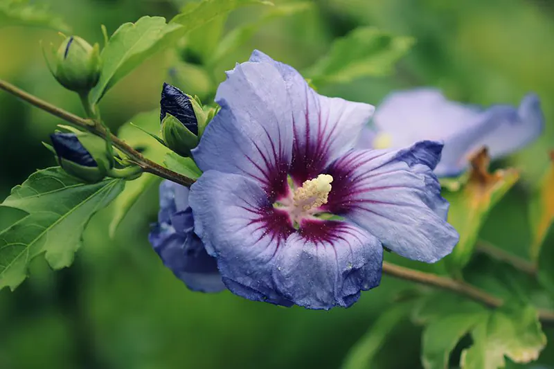 top hibiscus health benefits