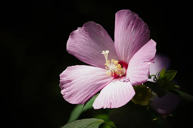 top hibiscus health benefits