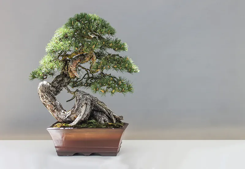 bonsai crossword week 1