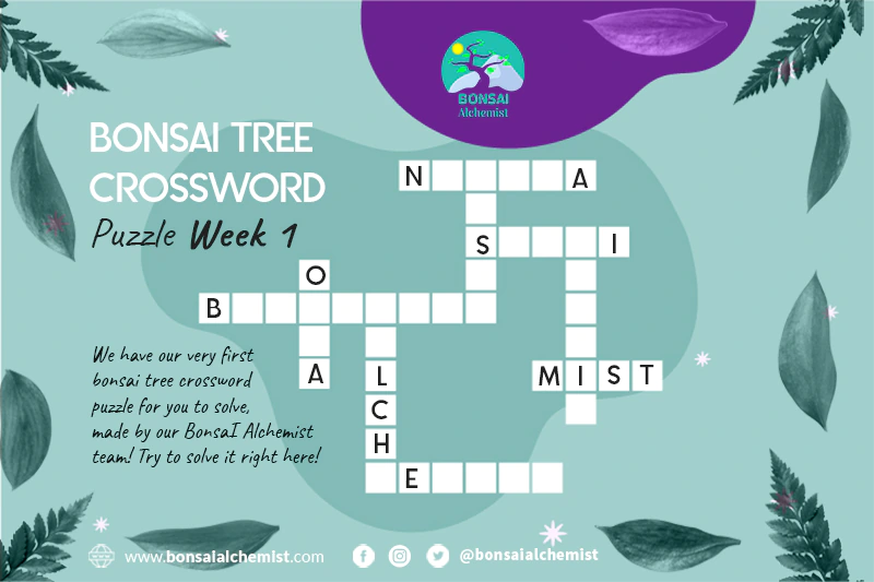 Bonsai Tree Crossword Puzzle Week 1