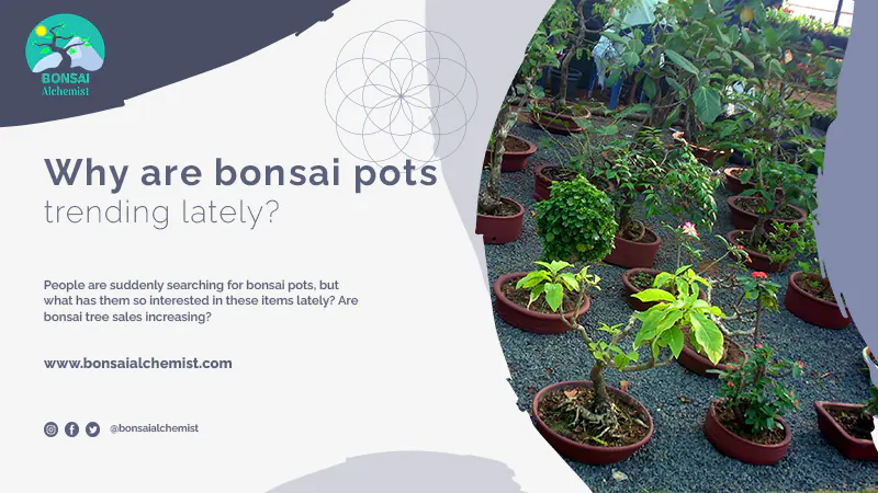 bonsai pots rising interest