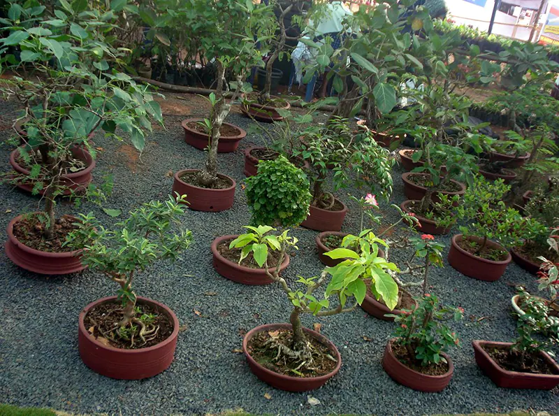 bonsai pots rising interest